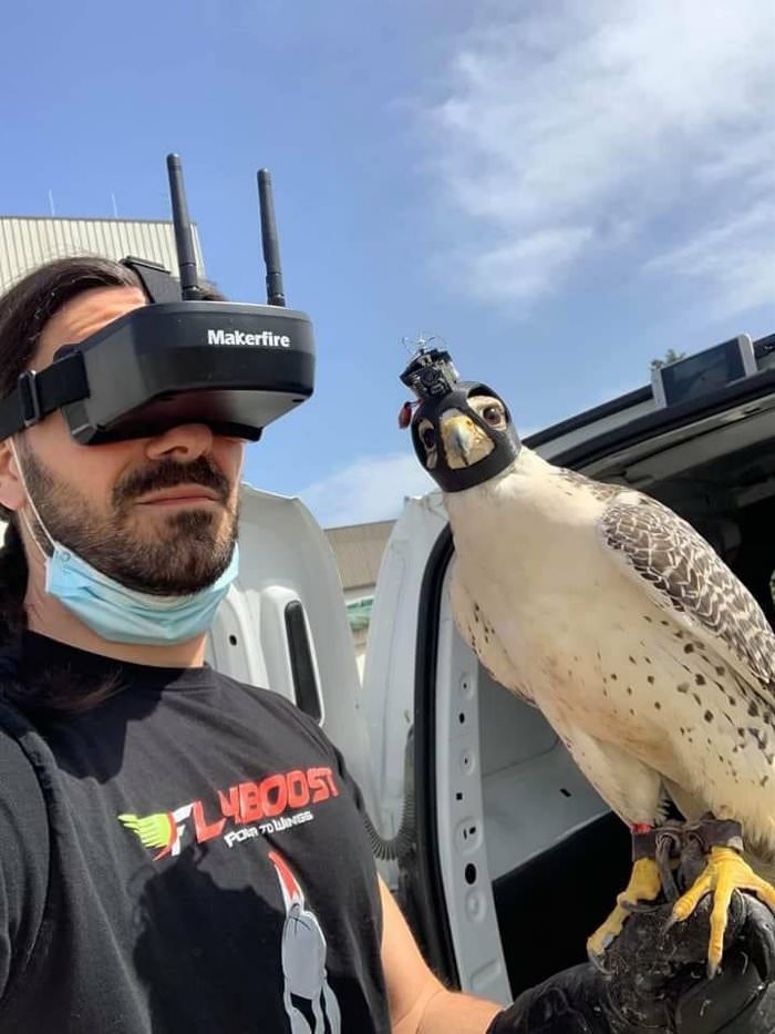 falcon point of view