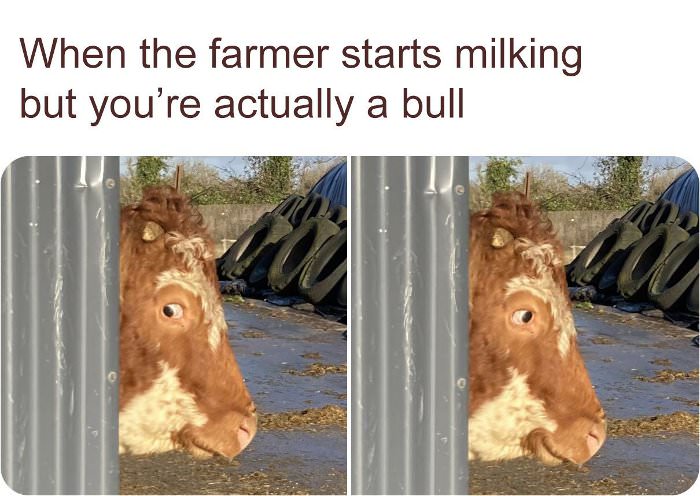 farmer starts milking