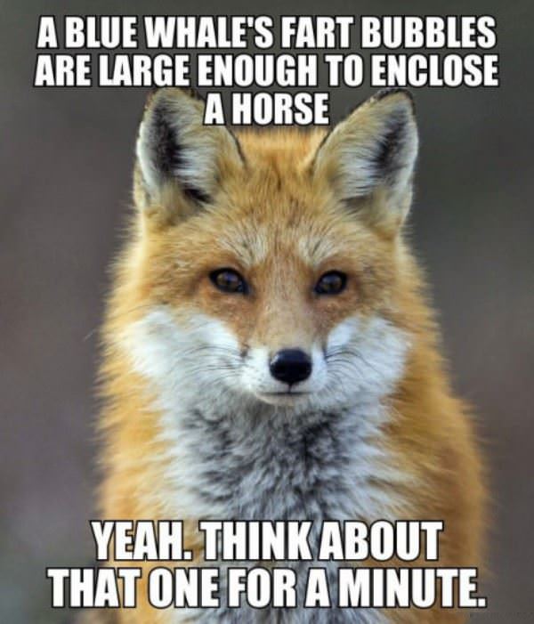 fart bubbles funny picture