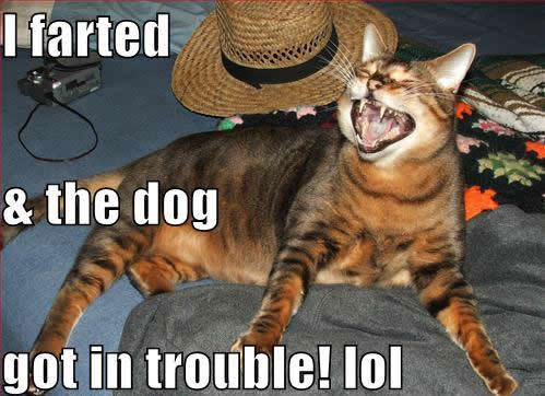 Blamed it on the Dog