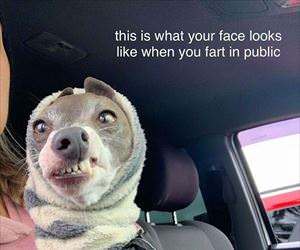 farting in public