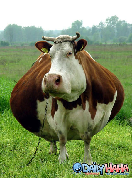 Big Ass Bull