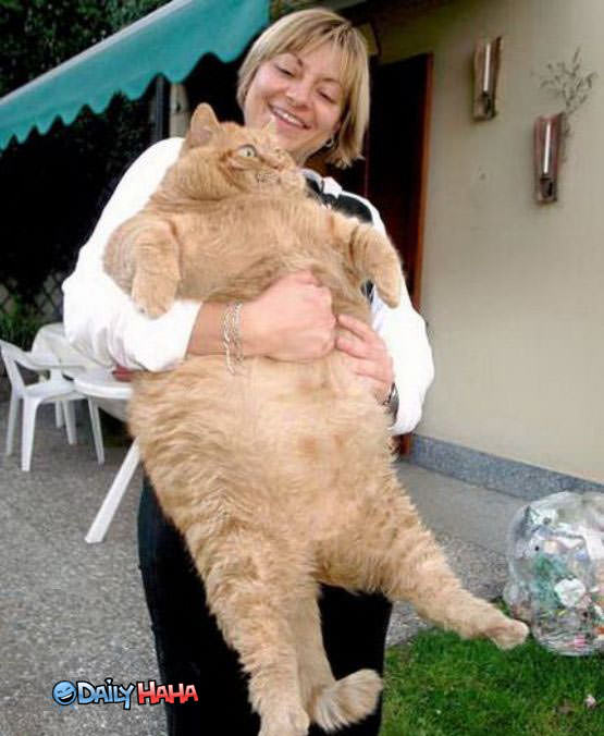 Fat Happy Cat