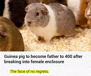 father of 400 funny picture