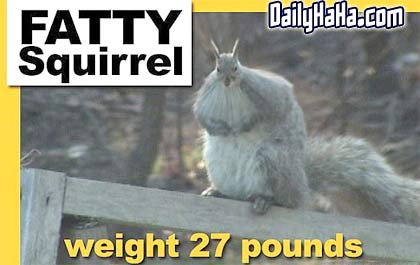 Fatty Squirrel