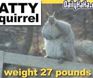 Fatty Squirrel