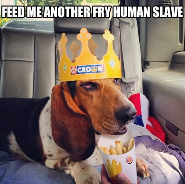 Feed Me Another Human funny picture