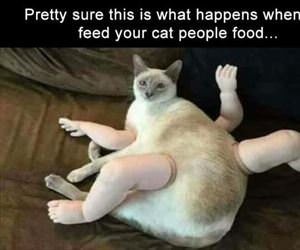 feed the cat people food