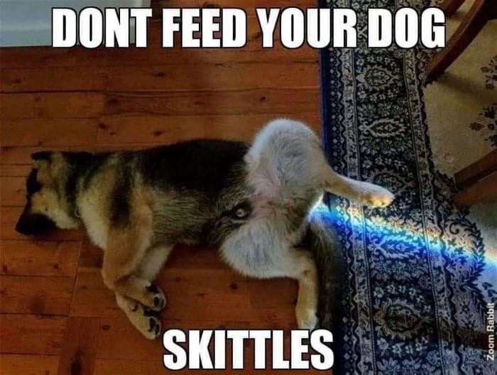 feeding the dog skittles