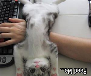 feeeeeed me please funny picture