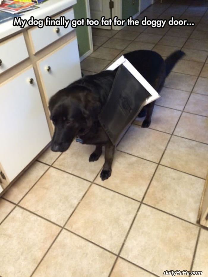 finally got too fat funny picture