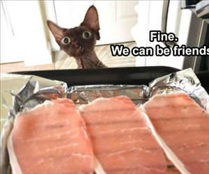 find we can be friends