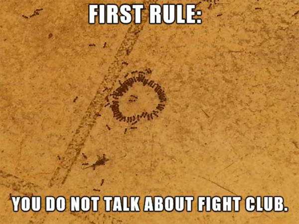 The First Rule funny picture