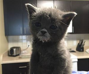 first attempt funny picture