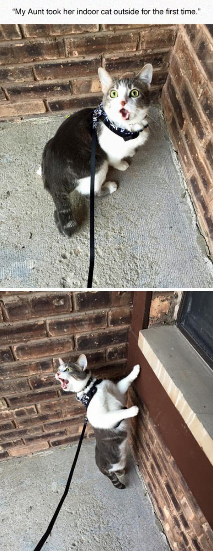 first time out funny picture