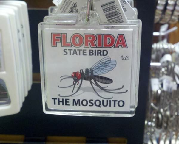 Florida State Bird funny picture