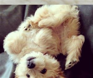 fluffiest animals funny picture