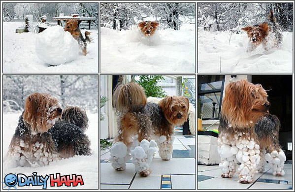 Fluffy Snowball Dog