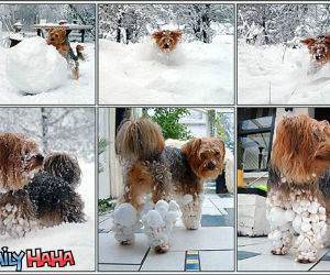 Fluffy Snowball Dog