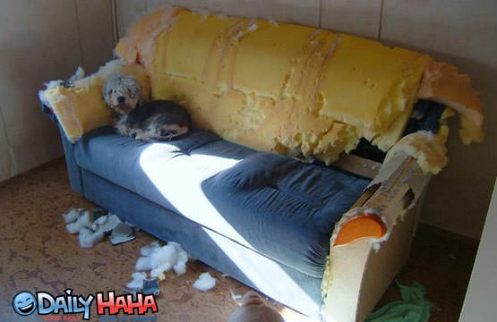 Fluffys little home.