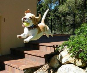 flying bundle of love