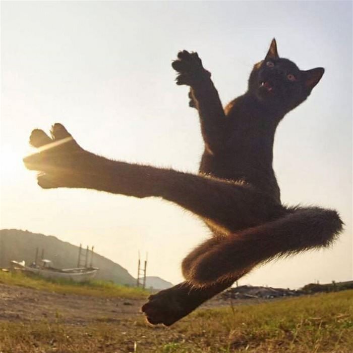 flying ninja cat ... 2