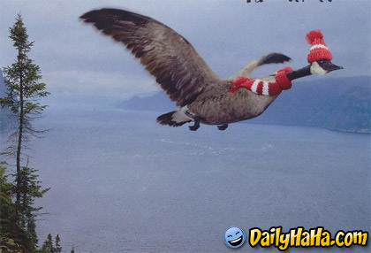 This goose knows how to fly in style!