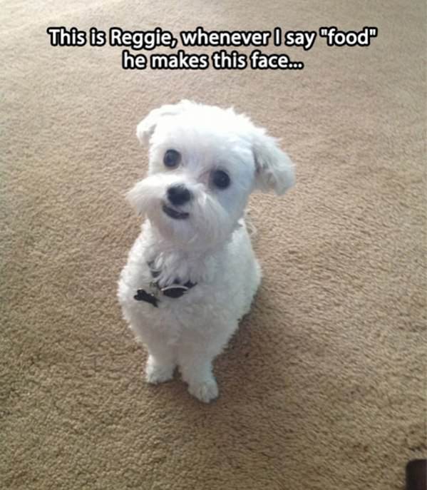 His Food Face funny picture