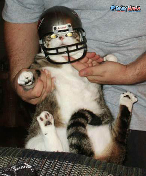 Football Helmet Cat