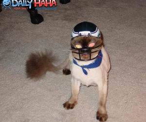 helmet wearing dog
