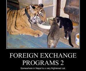 Foreign Exchange Programs funny picture
