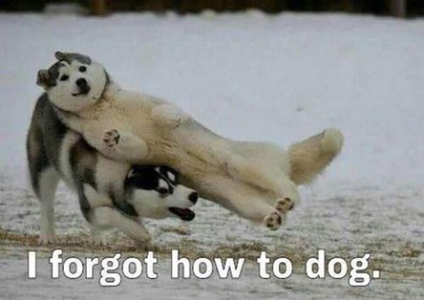 Forgot How to Dog funny picture