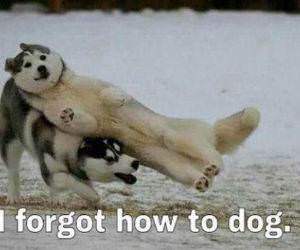 Forgot How to Dog funny picture