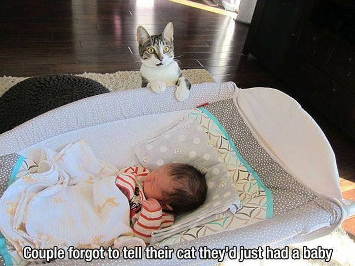 forgot to tell the cat funny picture