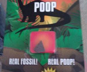 Fossilized Poop funny picture