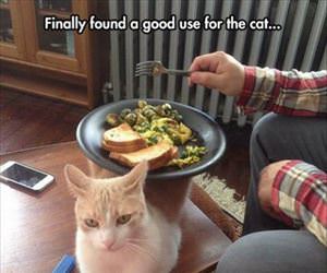 found a use for the cat