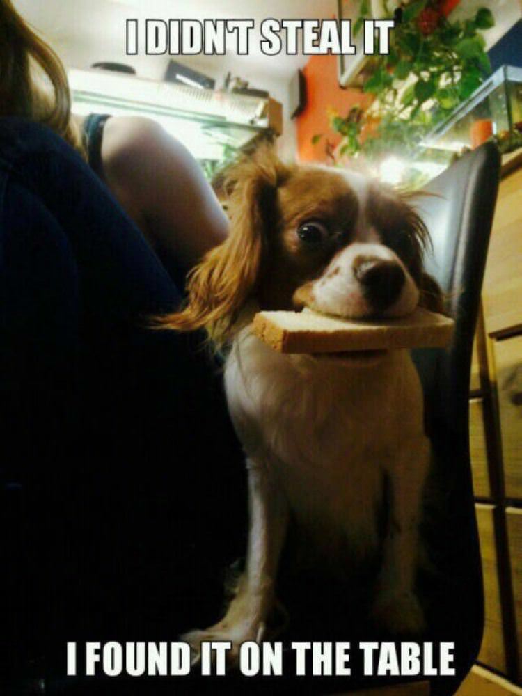 found it on the table funny picture