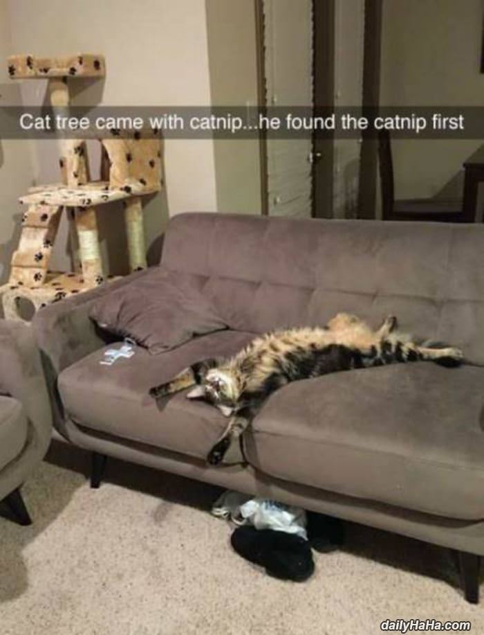 found the catnip funny picture