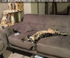 found the catnip funny picture
