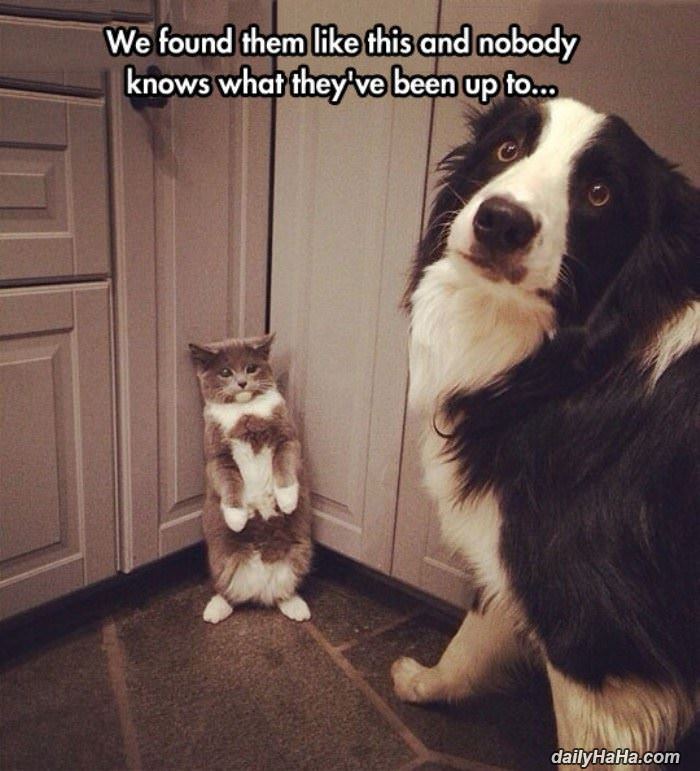 found them like this funny picture