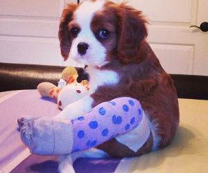 Fractured Puppy Leg funny picture