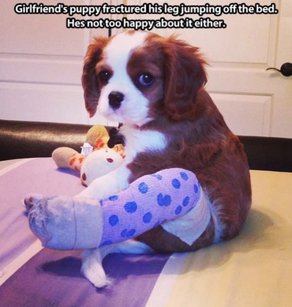 Fractured Puppy Leg funny picture