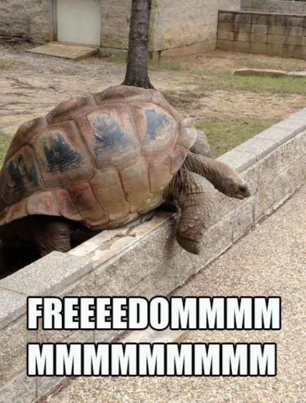 The Great Turtle Escape