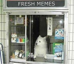 fresh memes ... 2