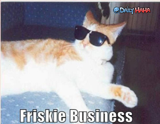 Frisky Business Cat