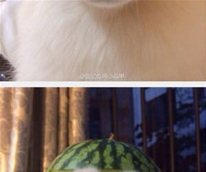 fruit helmets funny picture