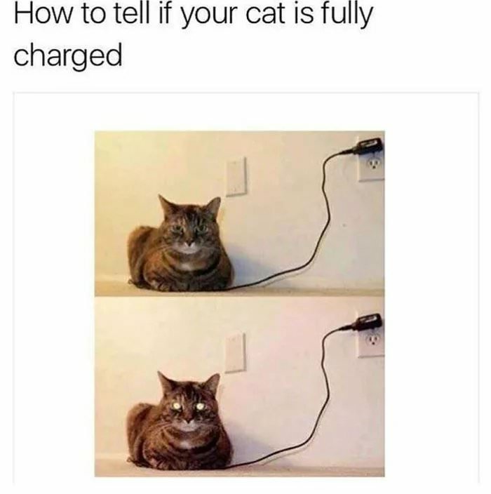 full charged cat