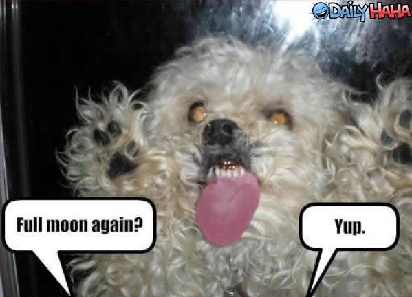 Full Moon Again funny picture
