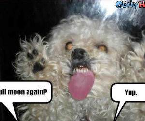 Full Moon Again funny picture