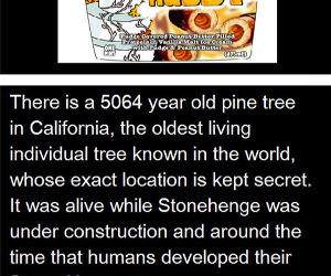 fun facts funny picture